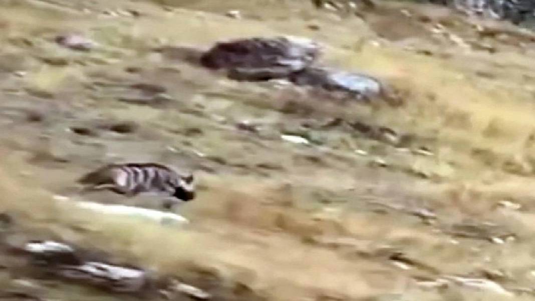 Burası Afrika savanası değil Yozgat! Öyle bir yaratık kameralara takıldı ki... Görenler belgesel sandı 4